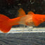 [Wholesale] Guppy