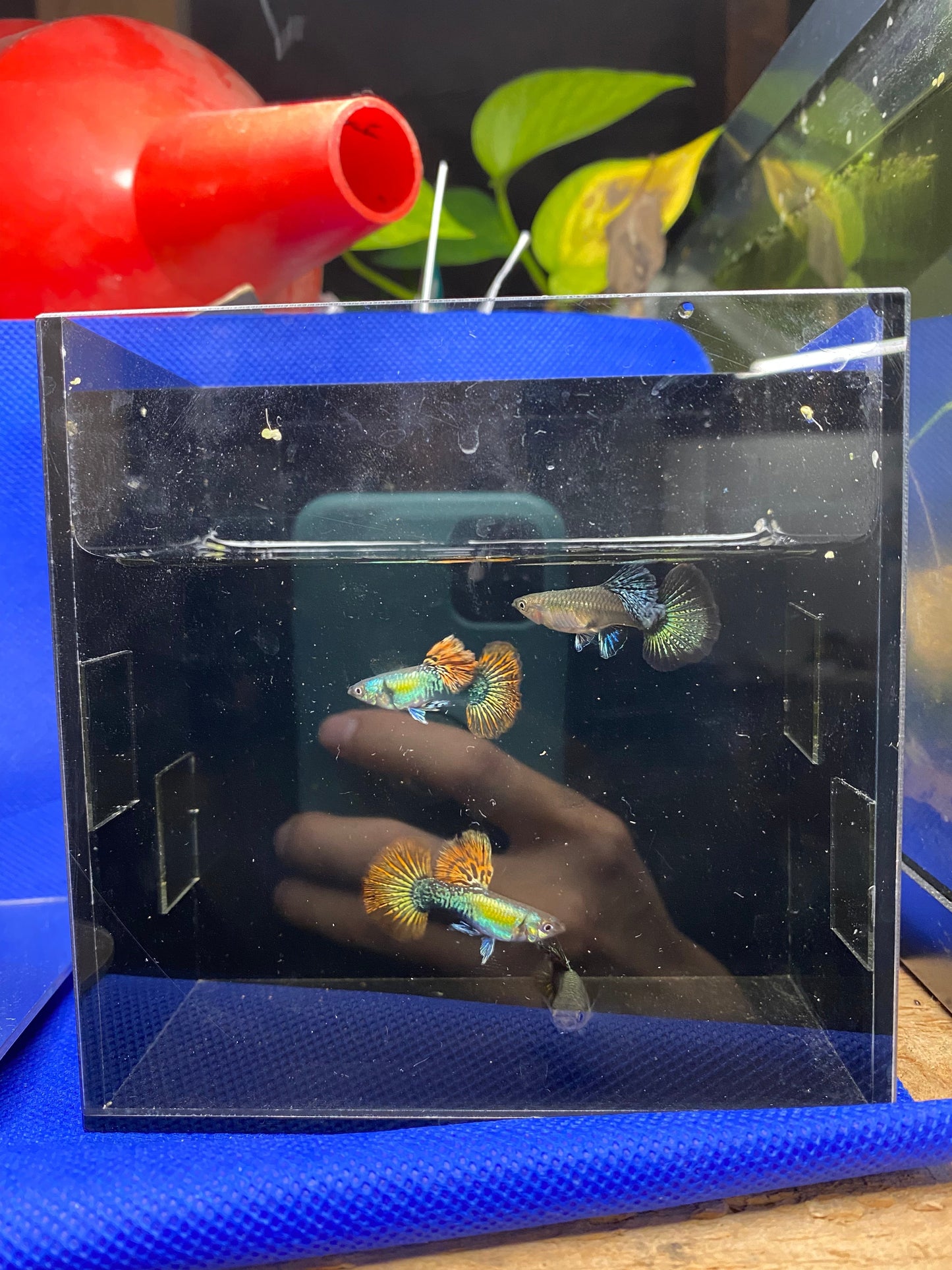 [Wholesale] Guppy