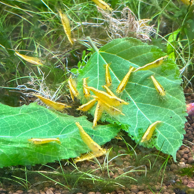 Yellow Golden back - Good Grade